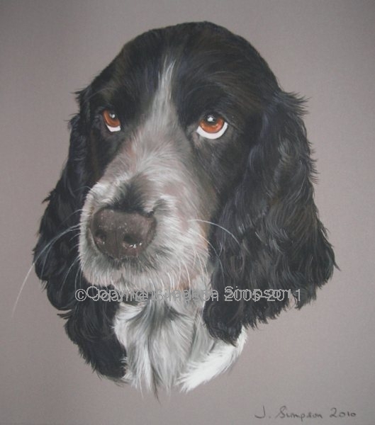 Blue Roan English Cocker Spaniel pet portrait by Joanne Simpson